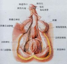 Penis svamp Svamp hos