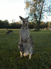 Kangaroo Sider 2 Verden Leksikon Kunnskap