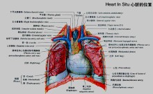 Impulser i hjertets ledningssystem
